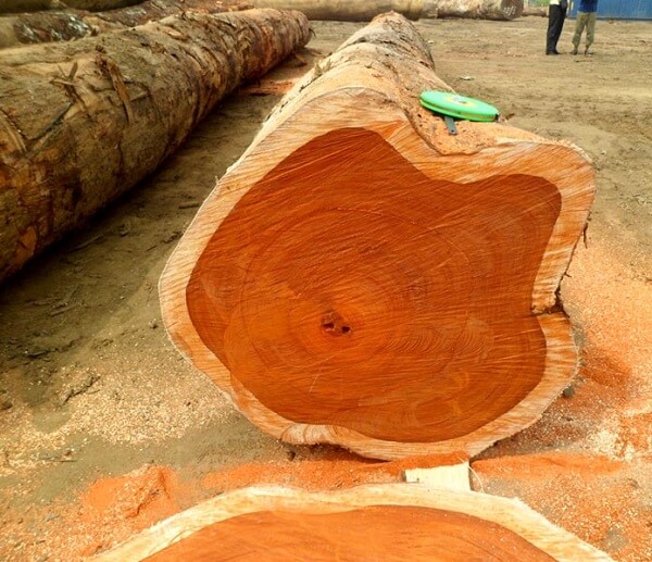 gỗ hương nam phi