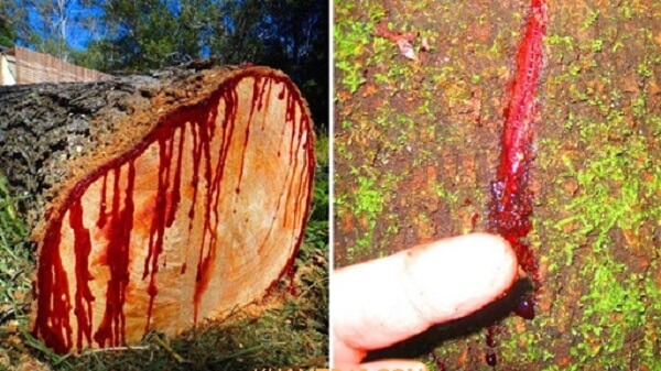 gỗ hương huyết